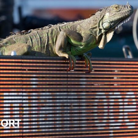 Iguana Stops Play at Miami Open